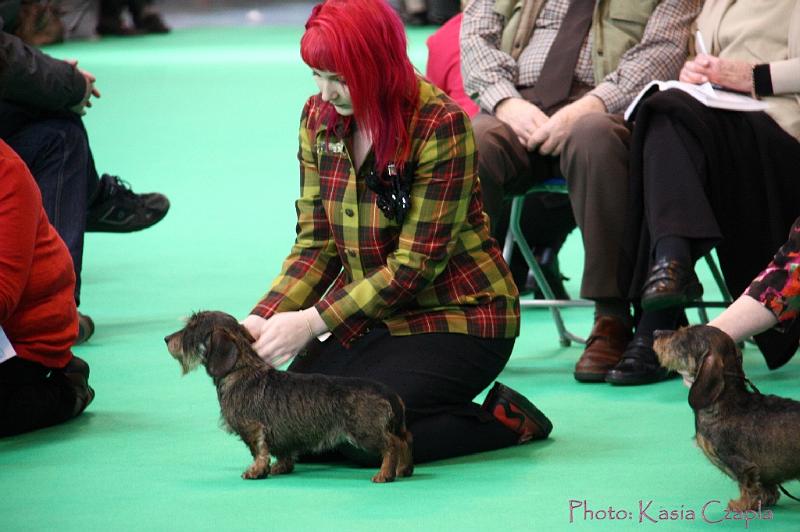 Crufts2011_2 910.jpg